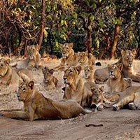 Wildlife & Beach Tou.. - Sasan Gir Forest - D.. Image