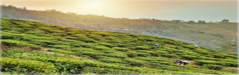 Trip To Darjeeling 3 Night 4 Days